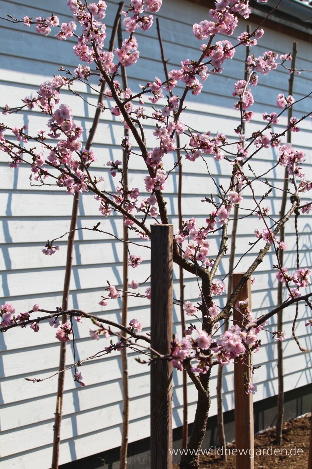 Frühlingskirsche Prunus sargentii 'Accolade'