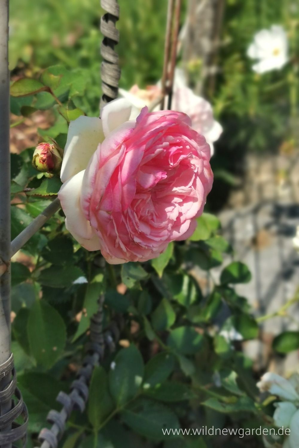 Strauchrose 'Eden Rose'