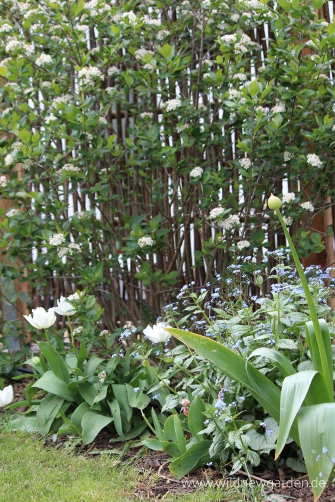 Weiße Tulpen, Aronia melanocarpa, Brunnera