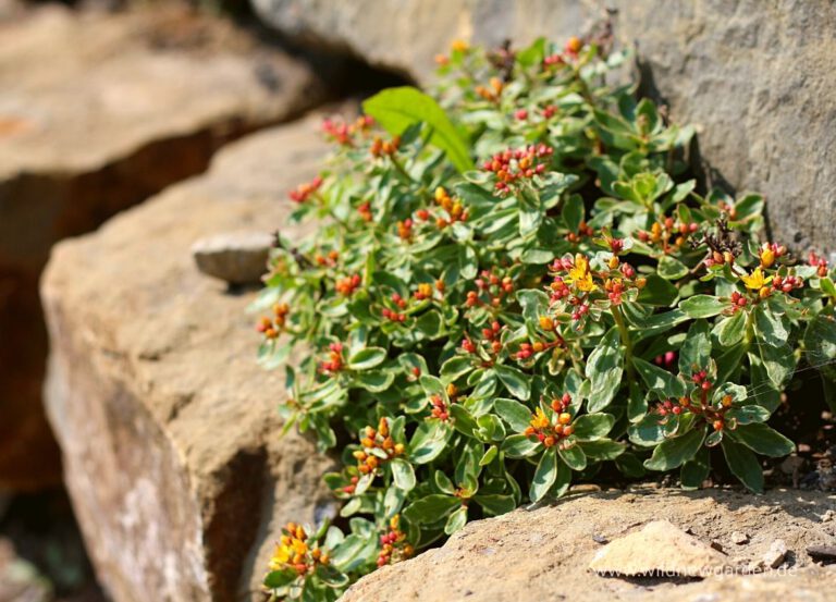 Unsere Hangbefestigung mit Natursteinen das hat’s gekostet » Wild New
