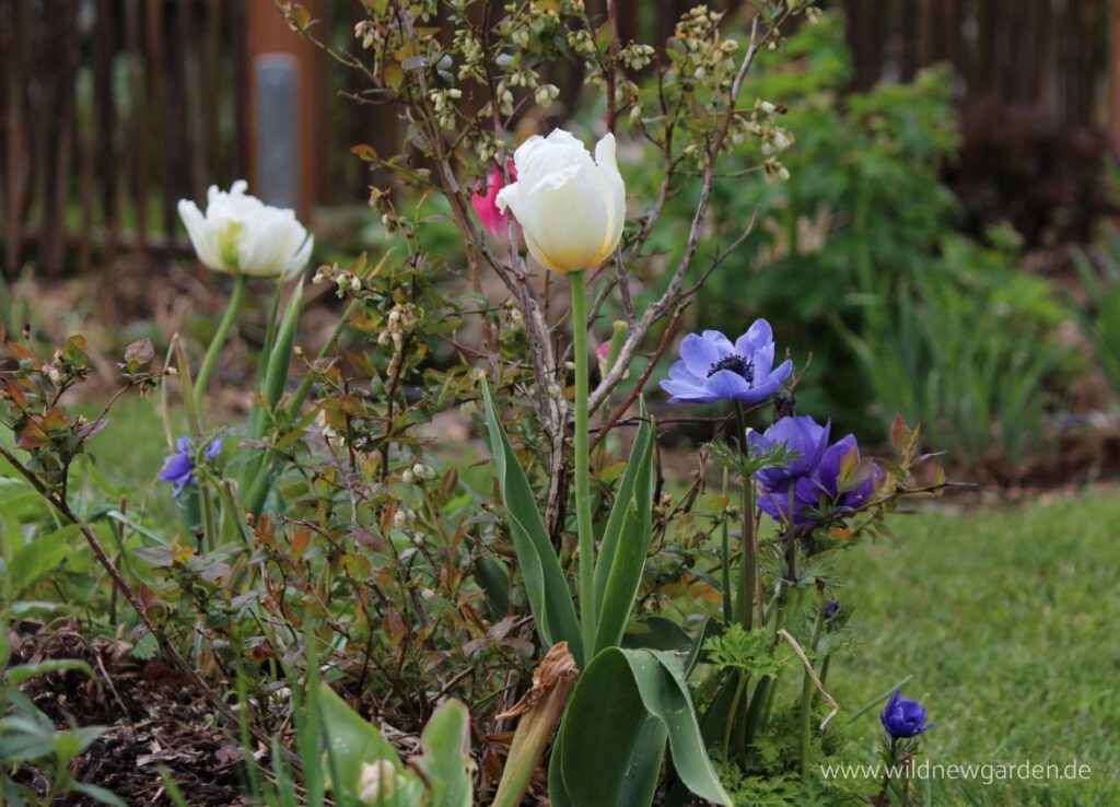 Tulpe 'Pays Bas' und Anemone Coronaria