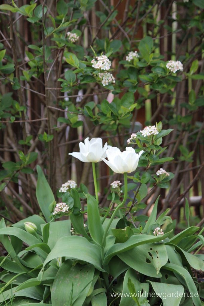 Weiße Tulpe vor Aronia melanocarpa