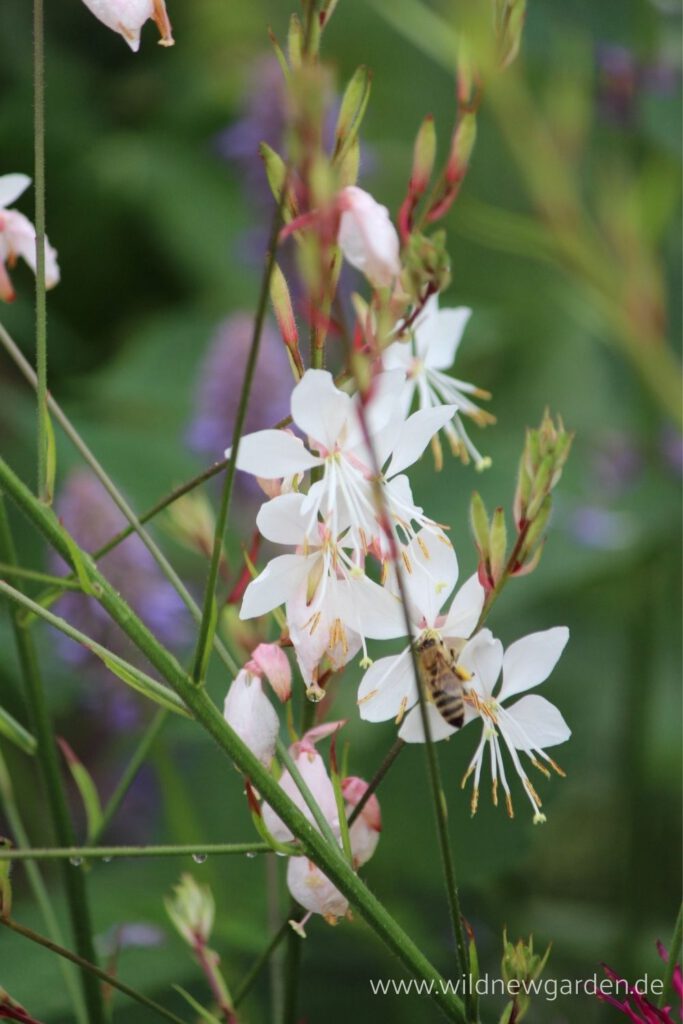 Gaura 'Whirling Butterfly'